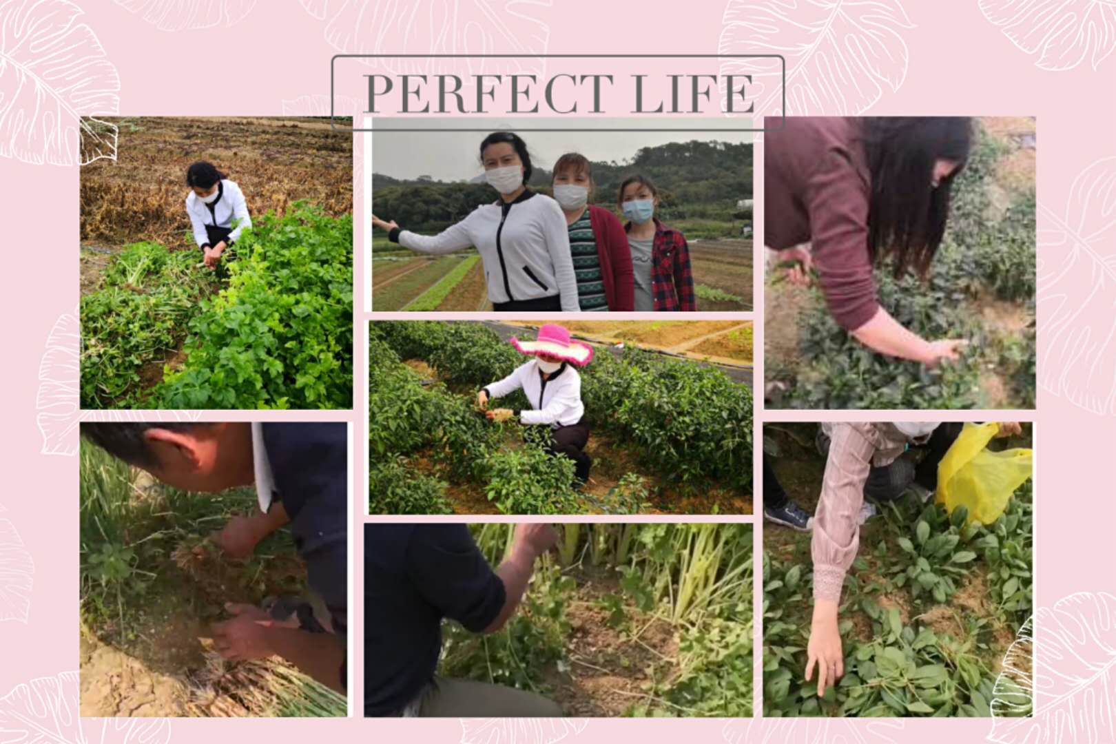 老板與組長(cháng)親自為大伙采摘新鮮蔬菜