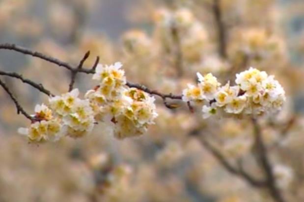 湖北櫻花迎春開(kāi)